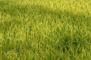 campo di riso. agricoltura tailandese foto