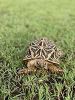 stella indiana sono rettili molto rari, questi animali sono anche classificati come animali antichi perché possono avere centinaia di anni. la tartaruga, che può vivere solo sulla terra, non può vivere nell'acqua. foto