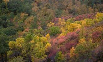 gruppo di alberi che si colorano in autunno. foto