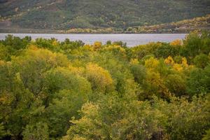 gruppo di alberi che si colorano in autunno. foto