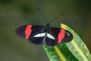 heliconius melpomene, la farfalla postino, postino comune o semplicemente postino, è una farfalla dai colori vivaci. foto