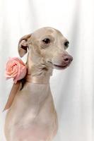 ritratto di cane levriero italiano di razza pura con rose foto