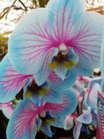 fiore di orchidea coltivato in serra foto