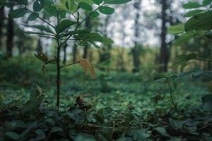 piccola pianta in mezzo alla foresta foto