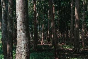 foresta tropicale indonesiana foto