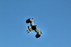 un falco nero in volo foto