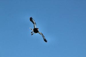 un falco nero in volo foto