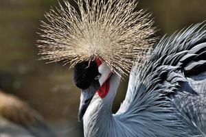 un primo piano di una gru coronata foto