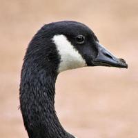 un primo piano di un'oca canadese foto