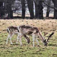 una vista di alcuni daini nel parco di richmond a londra foto