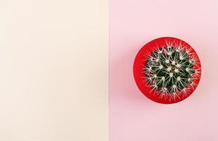 cactus isolato in vaso rosso. vista dall'alto. foto