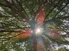 alberi nel giardino soleggiato foto