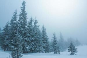foresta nebbiosa invernale