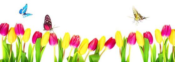 bellissimi tulipani e farfalle. sfondo della natura primaverile per banner web foto