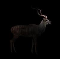 kudu maggiore nell'oscurità foto