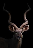 kudu maggiore nell'oscurità foto