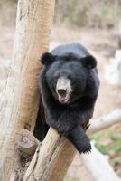 orso nero asiatico foto