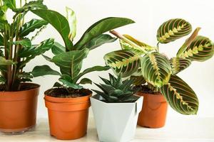 un gruppo di popolari piante da appartamento in vaso calathea, maranta, marantaceae, haworthia, ficus lirata, benjamin, echeveria. coltivazione di piante da appartamento in vaso, decorazioni per la casa verdi, cura e coltivazione foto