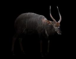 nyala maschio in piedi nell'oscurità foto