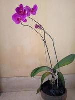 foto di piante ornamentali di fiori di orchidea viola
