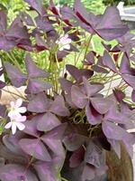 foto di piante ornamentali con fiori di farfalla