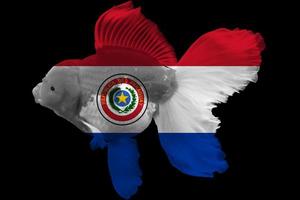 bandiera del paraguay sul pesce rosso foto