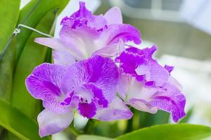 cattleya è un genere di 113 specie di orchidee dalla costa rica e dalle antille meridionali all'argentina. foto