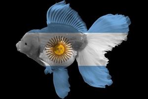 bandiera dell'argentina sul pesce rosso foto