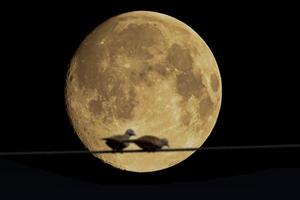 la luna piena nel cielo e la sfocatura degli uccelli gemelli. foto
