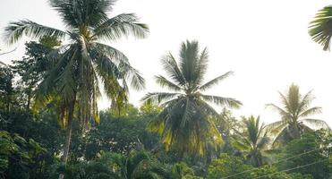 sfondo di alberi e foglie tropicali foto