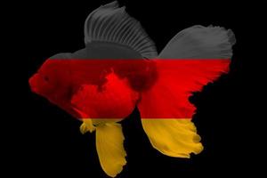 bandiera della germania sul pesce rosso foto