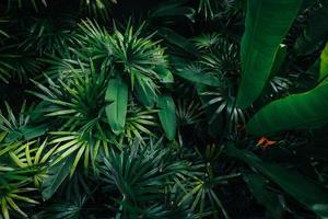 sfondo di alberi e foglie tropicali foto