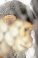 il douc langur si trova in uno zoo foto