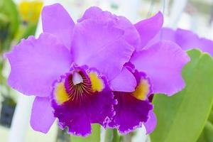 cattleya è un genere di 113 specie di orchidee dalla costa rica e dalle antille meridionali all'argentina. foto