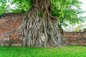 statua della testa di buddha con intrappolato nelle radici dell'albero di bodhi a wat mahathat foto