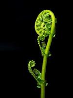 freschezza verde foglia di felce su sfondo nero foto