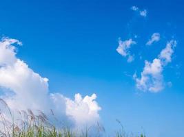 fiore di kans erba ondeggiano nel vento e nel cielo blu foto