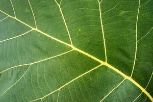 struttura della superficie della foglia di teak foto