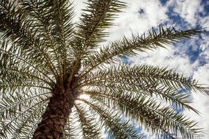 sotto la luce del sole e il cielo blu della palma foto