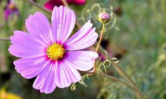 vista del primo piano dei fiori del cosmo foto