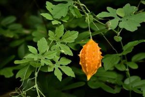 momordica charantia l, erba naturale per la vita umana foto