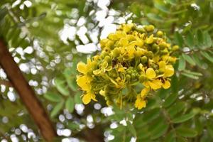 senna siamese, erba naturale per le persone. foto