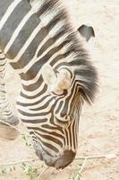 la zebra che mangia l'erba prende in uno zoo foto