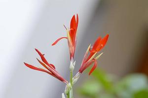 i fiori sono belli e rinfrescanti. è bellissimo foto