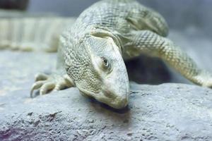 il monitor della savana prende in uno zoo foto