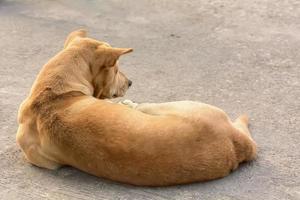 il cane è un animale domestico. i cani sono i migliori amici dell'uomo. foto