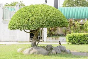 gli uccelli e l'albero sono belli rifiniti nel giardino foto