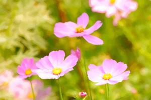 fiore dell'acquerello dell'universo foto