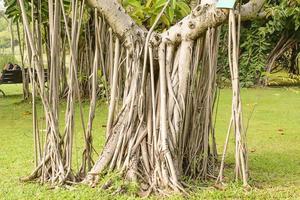 il grande albero e molte radici degli alberi foto