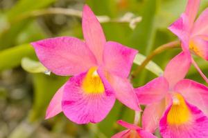 l'orchidea è dai colori brillanti e belli foto